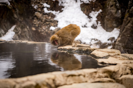 Japanese snow macaque monkeys in winter at Jigokudani Monkey Park in the mountains of Japan. 