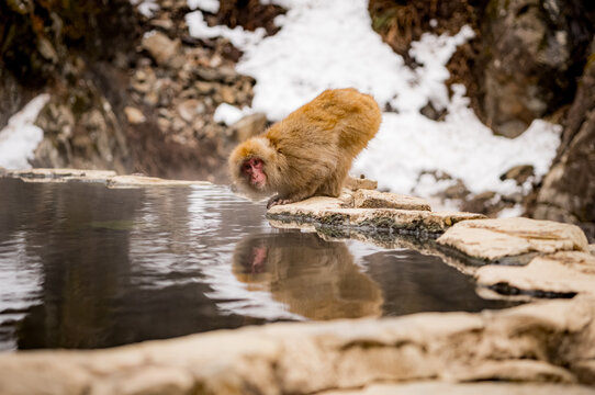 Japanese snow macaque monkeys in winter at Jigokudani Monkey Park in the mountains of Japan. 