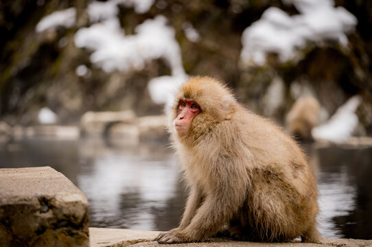 Japanese snow macaque monkeys in winter at Jigokudani Monkey Park in the mountains of Japan. 