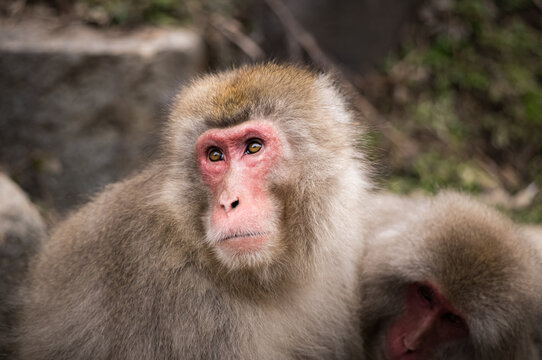 Japanese snow macaque monkeys in winter at Jigokudani Monkey Park in the mountains of Japan. 