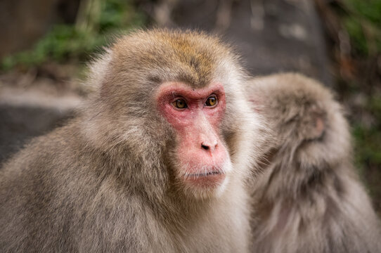 Japanese snow macaque monkeys in winter at Jigokudani Monkey Park in the mountains of Japan. 