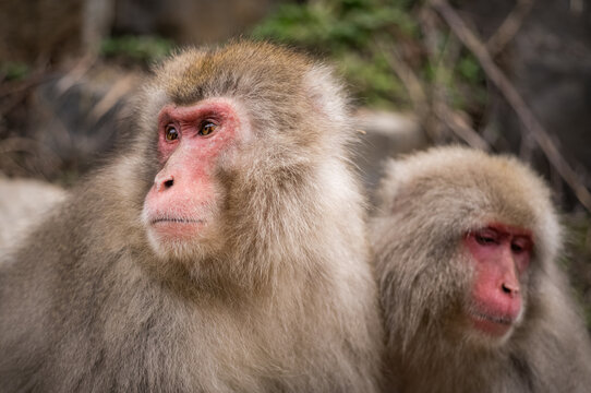Japanese snow macaque monkeys in winter at Jigokudani Monkey Park in the mountains of Japan. 