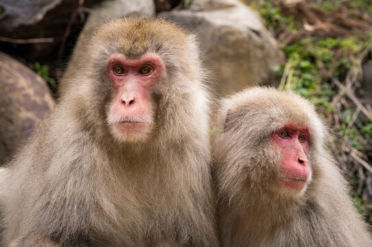 Japanese snow macaque monkeys in winter at Jigokudani Monkey Park in the mountains of Japan. 
