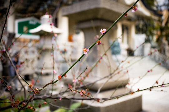 Cherry and plum blossoms on trees around Japan.
