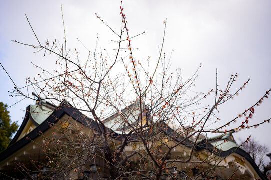 Cherry and plum blossoms on trees around Japan.