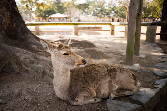 The deer of Nara near Kyoto, Japan.