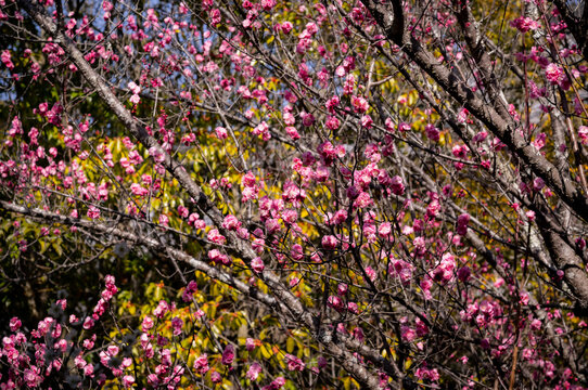 Cherry and plum blossoms on trees around Japan.