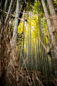 Bamboo forest in Kyoto, Japan.