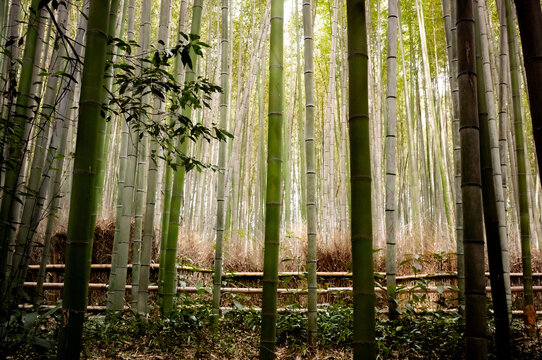Bamboo forest in Kyoto, Japan.