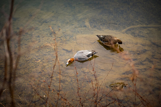Wild ducks in a lake in Kyoto, Japan.