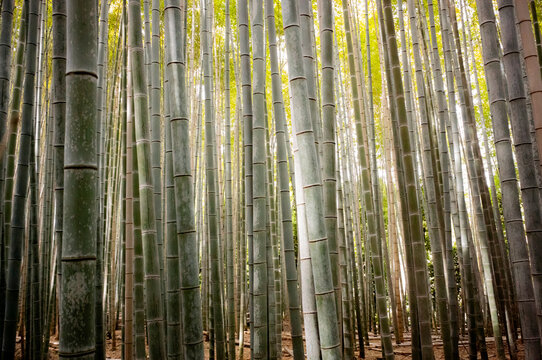 Bamboo forest in Kyoto, Japan.