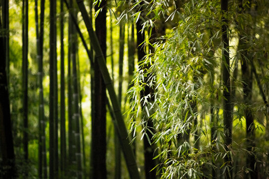 Bamboo forest in Kyoto, Japan.