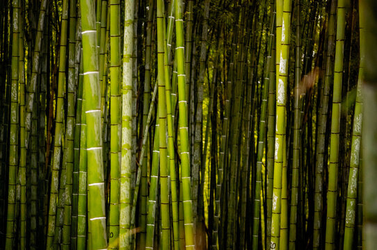 Bamboo forest in Kyoto, Japan.