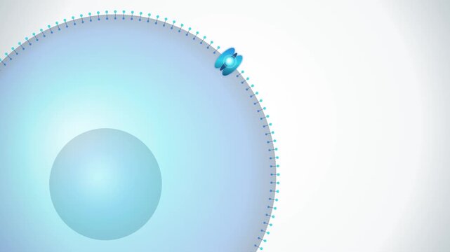 Premium scientific 3D visualization of a transparent human cell showing a detailed phospholipid bilayer, membrane proteins, molecular transport through protein channels, and a softly visible nucleus i