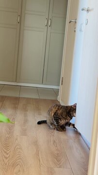 Funny cat scaring another cat by jumping out of the bathroom door. Mischievous domestic pets playing together, funny animal reaction and dynamic lifestyle moment in a cozy home corridor.