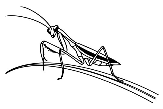 Black and white grasshopper sitting on a branch