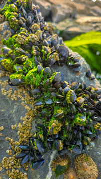 Close up view of wild black mussels and barnacles growing on a coastal rock with green algae. Soulac-sur-Mer, France.