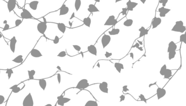 Shadow of ivy vines isolated on transparent background