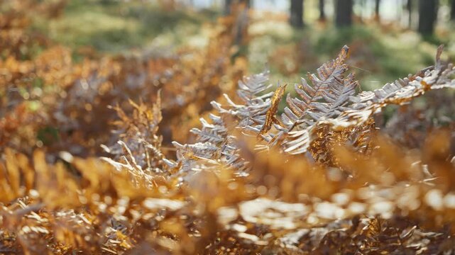 Golden autumn fern leaves glowing in sunlight in peaceful forest in Finland. Warm seasonal atmosphere, calm mood, bright natural light and nature lifestyle concept.