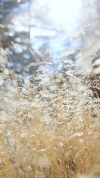 Golden dry grass glowing in bright autumn sunlight with dreamy bokeh effect. Peaceful seasonal atmosphere, natural light, calm outdoor mood and nature lifestyle concept.