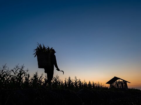 Silhouette of a farmer carrying harvest basket in cornfield at sunset