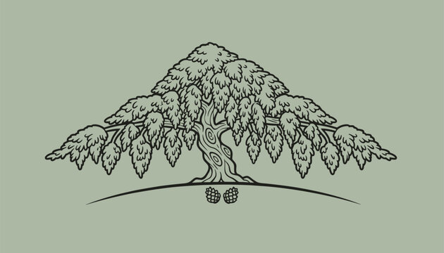 Vintage emblem illustration of an ancient wide spreading pine tree with pinecones on a green background