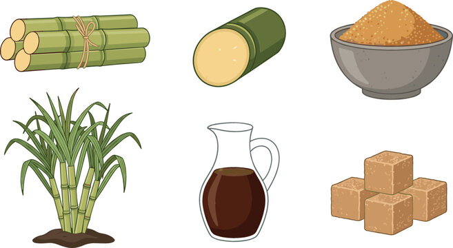 Sugarcane agriculture and sweet products vector illustration set with green sugar cane stalks plant syrup pitcher brown sugar cubes and granular sugar bowl.