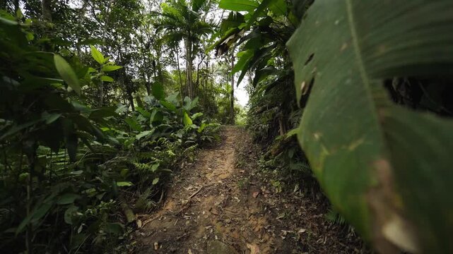 Ponto de vista (POV) explorando caminho na mata verde exuberante"