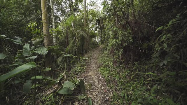 Ponto de vista (POV) caminhando por trilha ecol&oacute;gica em meio &agrave; floresta tropical"