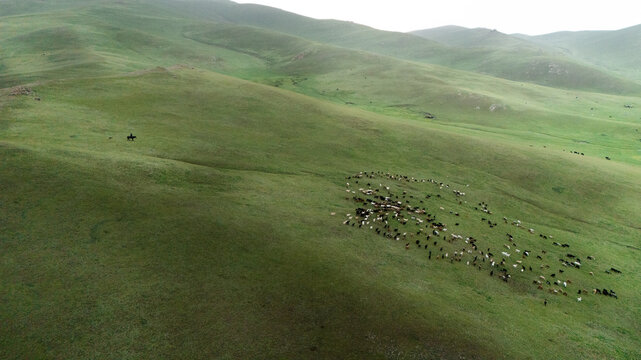 Aerial view of a herd of livestock grazing on the rolling green hills of Song-Kul with a lone horseman nearby in Naryn Region, Kyrgyzstan.