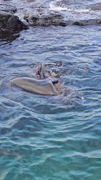 Sea lions swimming and playing in water by rocky shore of Galapagos Islands vertical video