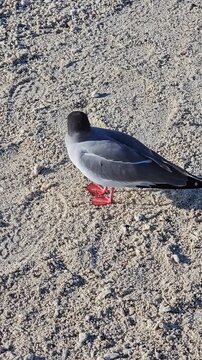 Swallow-tailed gull standing on windy beach of Galapagos Islands then walks away vertical video