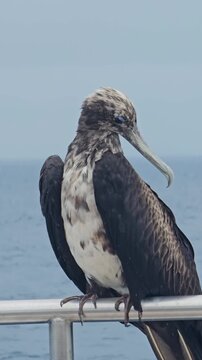 Female frigatebird of Galapagos Islands bobbing up and down on side of ocean ship vertical video