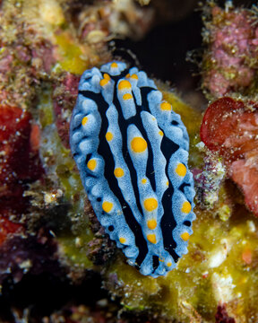 Nudibranch