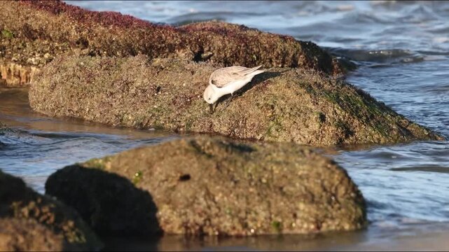 A sanderling feeding on Coquina Rocks