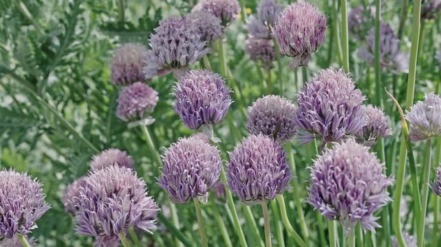 Chives flower. Flowering nature closeup. Macro of flowering chives plant. Purple exotic chives flower. Natural flower plant. Flora nature. Bright blooming flower in nature, 4k footage