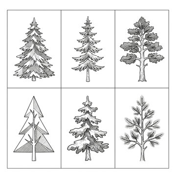 Set of various hand drawn pine trees isolated on transparent background