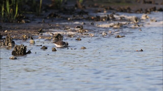 A semipalmated plover is bathing on the shore of the Tolomato River in Florida and an American oystercatcher walks by in the background