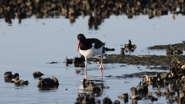 An American oystercatcher is eating oysters at low tide along the Tolomato River in Florida
