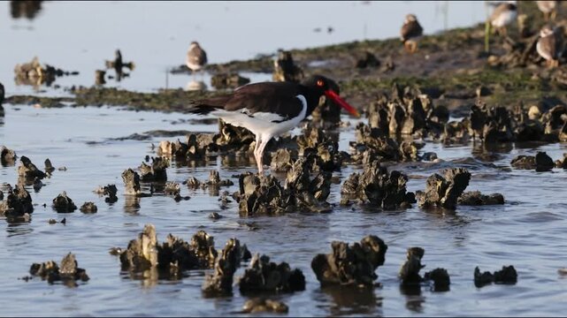 An American oystercatcher is prying open and eating oysters at low tide along the Tolomato River in Florida