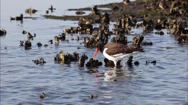 An American oystercatcher pries open an oyster and eats it along the Tolomato River in Florida