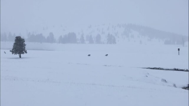 Two Wolves from the Wapiti Lake Wolf Pack Running Through the Snow