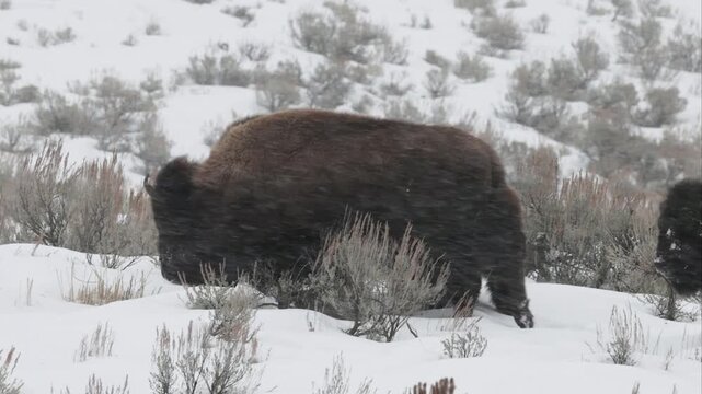 A Closeup of a Bison Foraging in a Blizzard