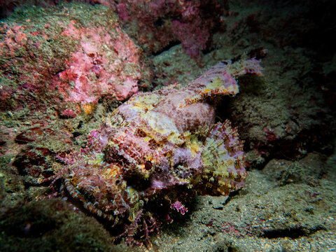 Camouflaged stonefish blending perfectly into the rocky coral reef substrate underwater.
