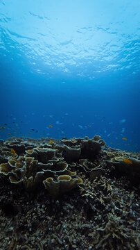 Tropical coral reef ecosystem with swimming reef fish in clear blue ocean water.