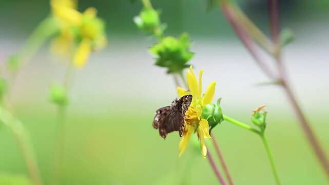 A Horace's Duskywing Butterfly Visiting a Rosinweed Flower
