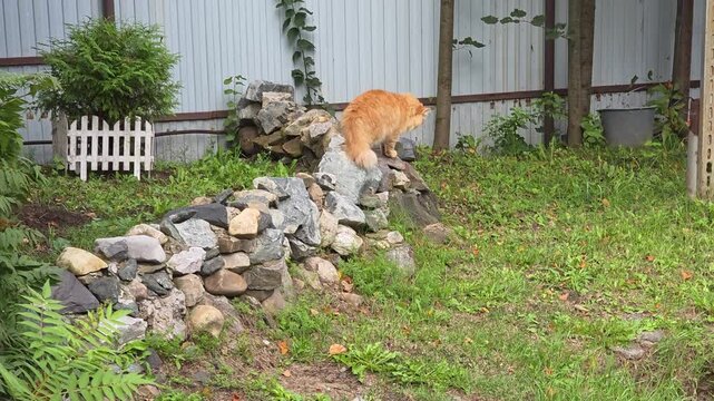 Orange cat walking on a stone wall in a garden environment  
