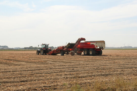 an onion field with a tractor with a loader and a tipping trailer in the countryside in summer