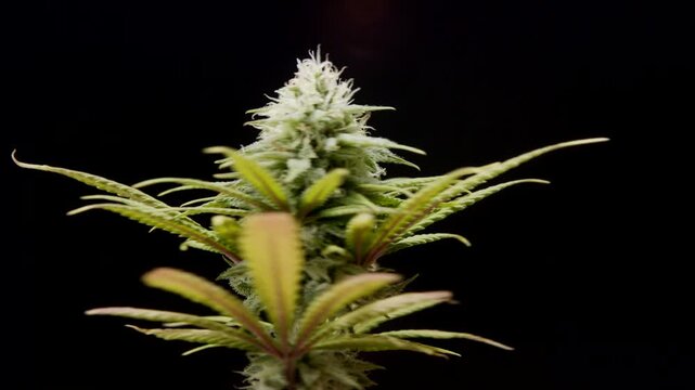CBD THC bud cannabis plant flower trichomes pistils macro medical marijuana pot