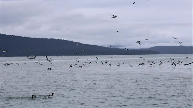 Common Murres Flying Over Kachemak Bay
